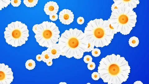 White Chamomile Daisy Flower leaves Petals Background Overlay. Romantic Wedding Stock Footage 293004465