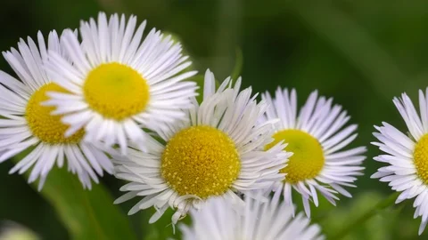 White chamomile daisy Vídeos de archivo 91939107