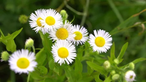 White chamomile daisy Vídeos de archivo 91940069