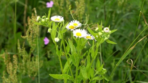 White chamomile daisy Vídeos de archivo 91940073