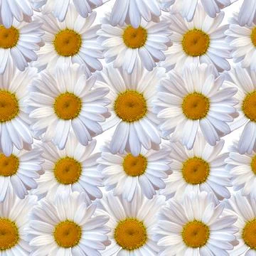 White chamomile daisy seamless pattern natural background Foto stock