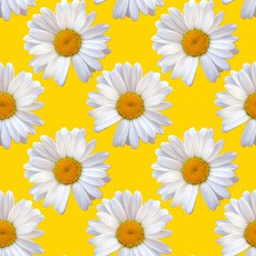 White chamomile daisy seamless pattern natural background Stock Photos