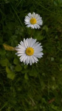 White chamomile on the dark background 写真素材