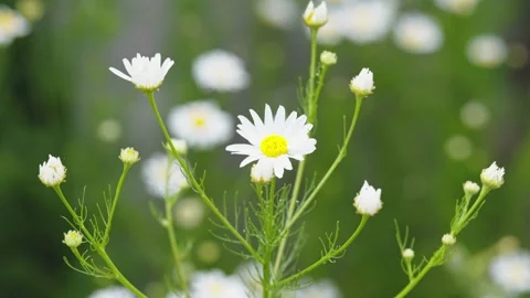White chamomile flower and small buds blooming in a green field Stock Footage 338199146