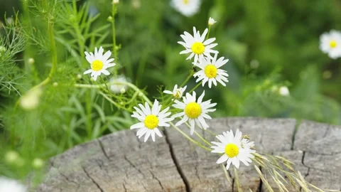 White chamomile flower and small buds blooming in a green field Stock Footage 338199457