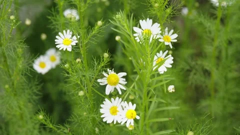 White chamomile flower and small buds blooming in a green field Stock Footage 338199477