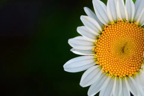 White chamomile flower on a black background. Stock Photos