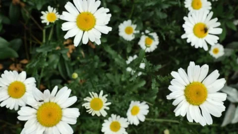 White chamomile flower  in a hand.Medicinal herbs and flowers. Stock Footage 340105708