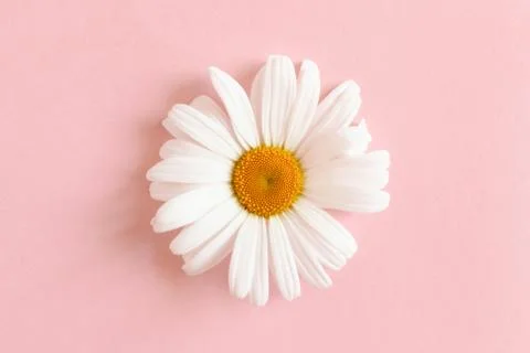 White chamomile flower Stock Photos