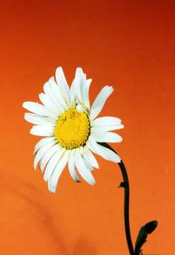 White chamomile flower Foto stock