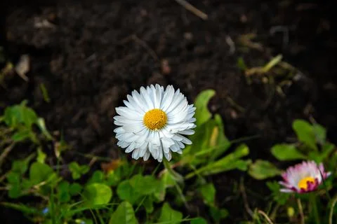 White chamomile flower. Stock Photos