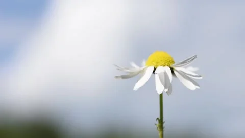 White chamomile flower sways in wind. Stock Footage 135656015