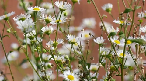 White Chamomile Flower,4K Stock-Footage 42020788