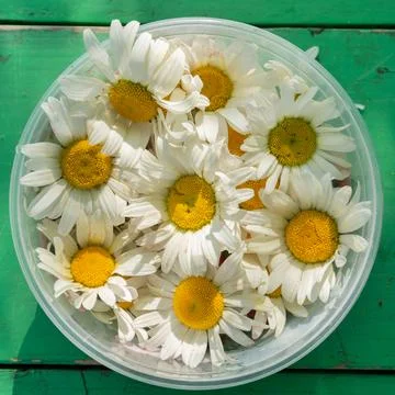 White chamomile flowers are stacked in a white plate. The concept of harvesti Stock Photos
