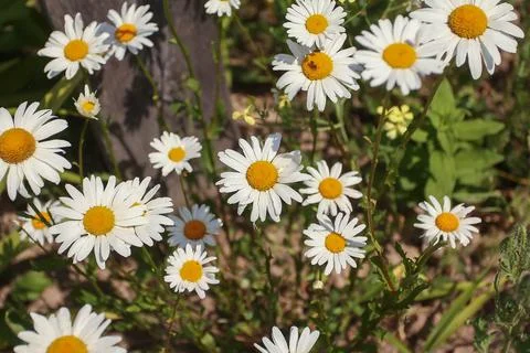White chamomile flowers background Stock Photos