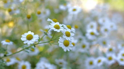 White chamomile flowers, closeup  Stock Footage 780310