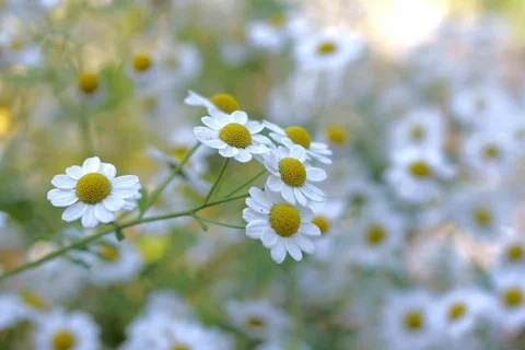 White chamomile flowers, closeup  Stock Footage 780330