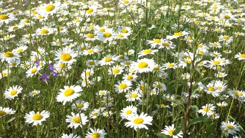 White chamomile flowers in the field. Stock Footage 133640112
