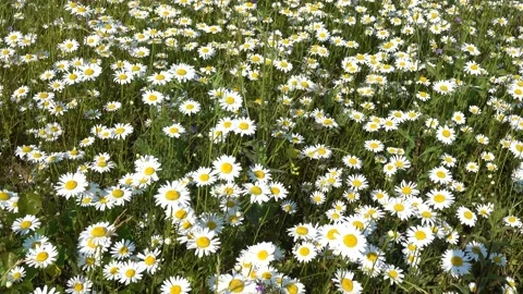 White chamomile flowers in the field. Stock Footage 133641369