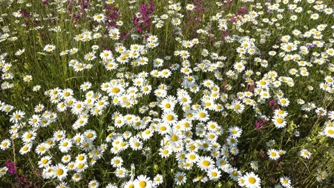White chamomile flowers in the field. Stock Footage 133641803