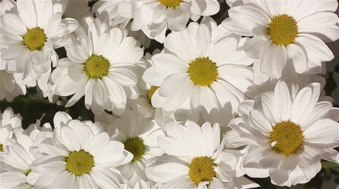 White chamomile flowers Stock Footage 55337913