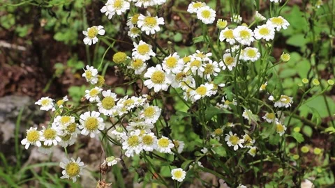 White chamomile flowers 스톡 동영상 168322111