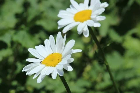 White chamomile flowers on green background. Stock Photos