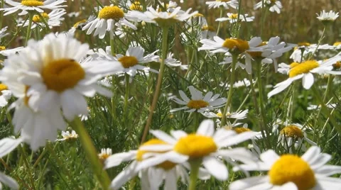 White Chamomile flowers in a meadow 스톡 동영상 52535411