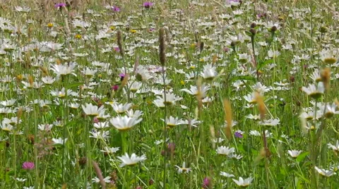 White chamomile flowers swaying in the wind 库存影片 56285506