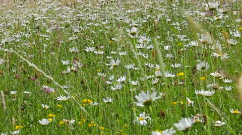 White chamomile flowers swaying in the wind 库存影片 56286023