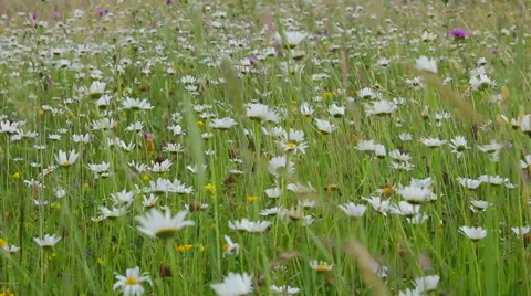 White chamomile flowers swaying in the wind 库存影片 56286062