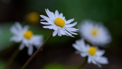 White chamomile flowers sways in wind. Fresh rain water drops raining Video stock 130036454