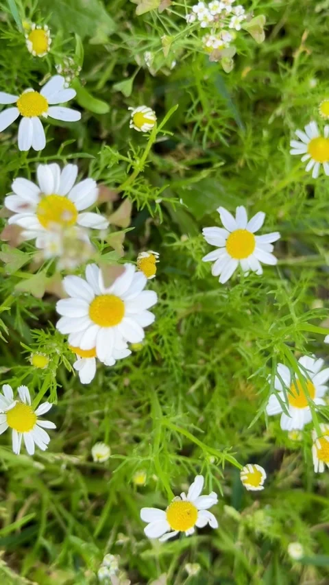 White chamomile flowers with yellow centers in green grass Video stock 331973618