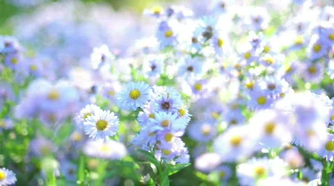 White chamomile Video stock 526464