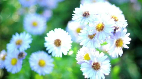 White chamomile Stockbeeldmateriaal 526818