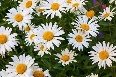 White chamomile group Stock Photos
