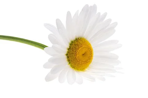 White chamomile isolated Stock Photos