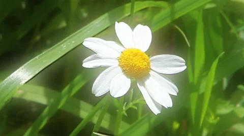White Chamomile on a meadow. Camera zoom in. 스톡 동영상 40516441