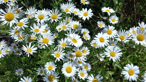 White chamomile in the meadow field Stock Footage 337903902