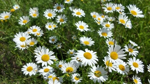 White chamomile in the meadow field Stock Footage 337919218