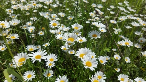 White chamomile in the meadow field Stock Footage 337924655