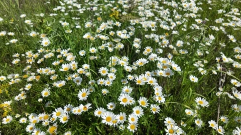 White chamomile in the meadow field Stock Footage 337966879