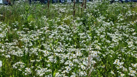 White chamomile in the meadow field Stock Footage 338221062