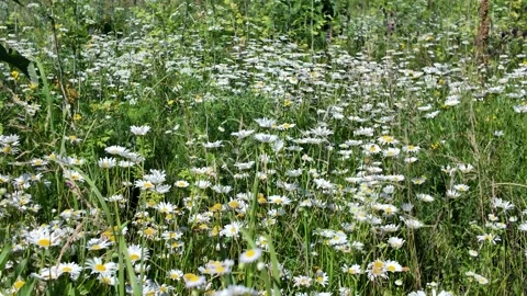 White chamomile in the meadow field Stock Footage 338412950