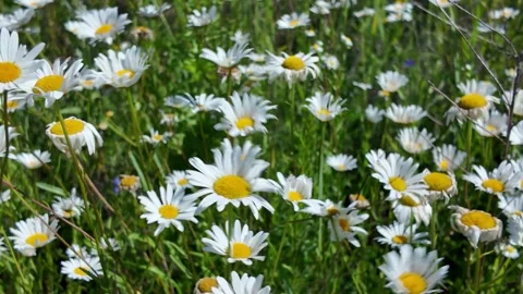 White chamomile in the meadow field Stock Footage 339026185