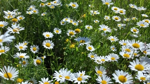 White chamomile in the meadow field Stock Footage 339424728