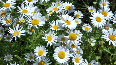 White chamomile in the meadow field Stock Footage 340328624
