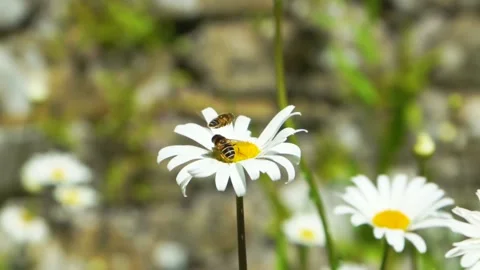 White chamomile meadow with two bees sway in the wind, close up slow motion Stock Footage 156707977