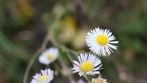 White chamomile in the nature Video stock 96420616