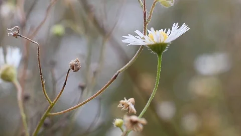 White chamomile in the nature Video stock 96420666